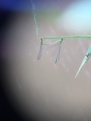 Enallagma antennatum