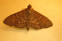 Prorodes mimica