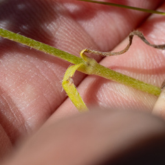 Plagiobothrys figuratus