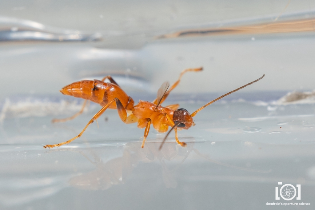 Olixon banksii