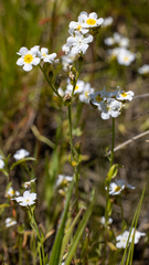 Plagiobothrys figuratus