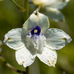 Delphinium pavonaceum