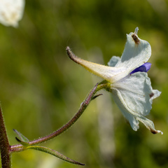Delphinium pavonaceum