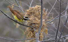 Pitangus sulphuratus