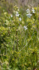 Delphinium pavonaceum