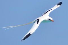 Phaethon lepturus catesbyi