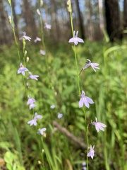 Lobelia nuttallii