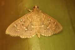 Prorodes mimica