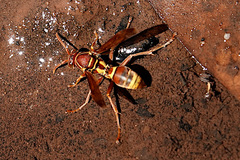 Polistes stigma