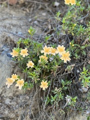 Diplacus grandiflorus