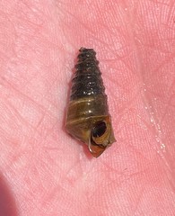 Pleurocera pyrenella