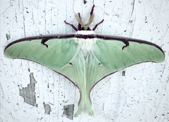 Actias truncatipennis