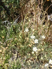 Spergularia macrotheca longistyla