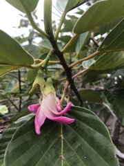 Dipterocarpus obtusifolius