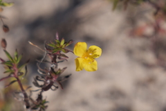 Scoparia montevidensis