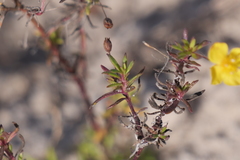 Scoparia montevidensis