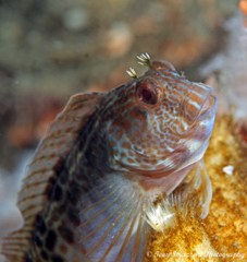 Parablennius intermedius