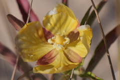 Ludwigia bonariensis