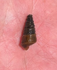 Pleurocera pyrenella