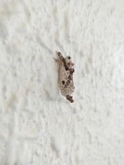 Indarbela