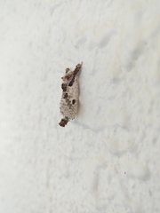 Indarbela