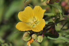 Ludwigia bonariensis