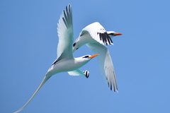 Phaethon lepturus catesbyi