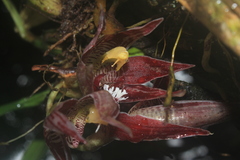 Paphinia cristata