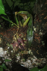 Paphinia cristata