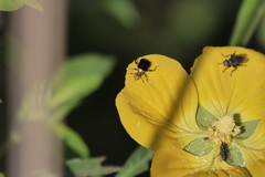 Horciasinus argentinus