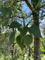 Populus deltoides monilifera