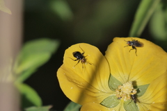 Horciasinus argentinus
