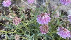 Trifolium dedeckerae