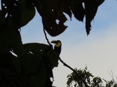 Ramphastos