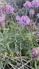 Trifolium dedeckerae