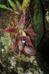 Paphinia cristata