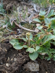 Micranthes rhomboidea