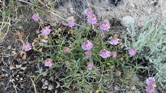 Trifolium dedeckerae