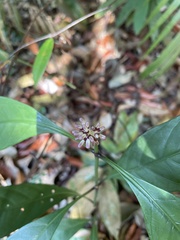 Chassalia curviflora