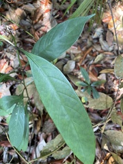 Chassalia curviflora