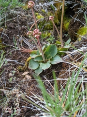Micranthes rhomboidea