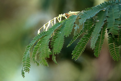 Acacia glaucocarpa