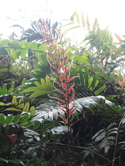 Heliconiaceae