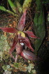 Paphinia cristata