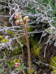 Micranthes rhomboidea