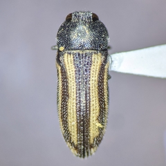 Acmaeodera quadrivittatoides