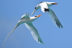 Phaethon lepturus catesbyi