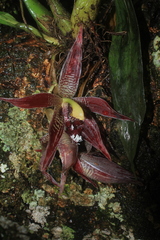 Paphinia cristata