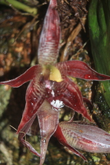 Paphinia cristata