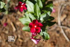 Catharanthus roseus